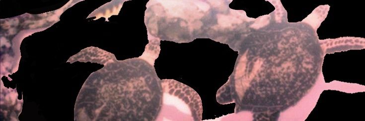 ゛ⱽᵃʳⁱ ⋆ 🦝's banner