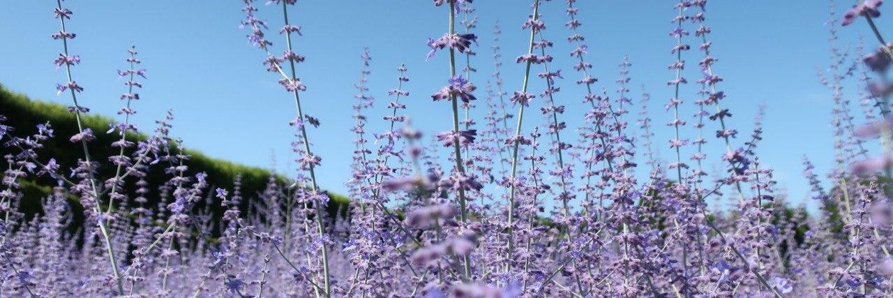 Natalia Nesterenko banner