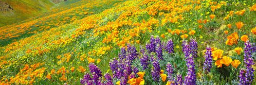 Virginia Marchman banner