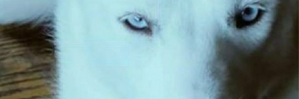 AliCattt15 Profile Banner