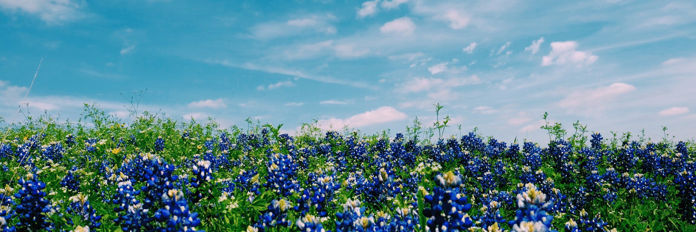 Angela Brutsche banner