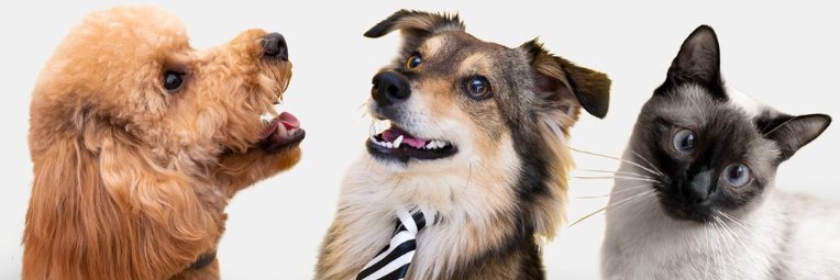 WarmSnouts's profile banner image