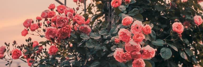 shatoshi25's profile banner image