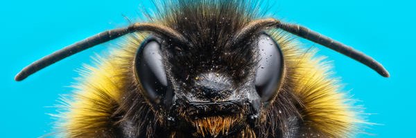Stuffy Bit Bumblebee banner