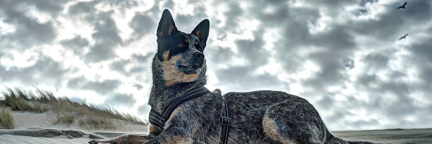 bterschelling's profile banner image