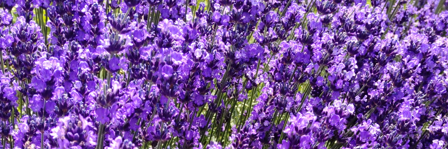 melmo925's profile banner image