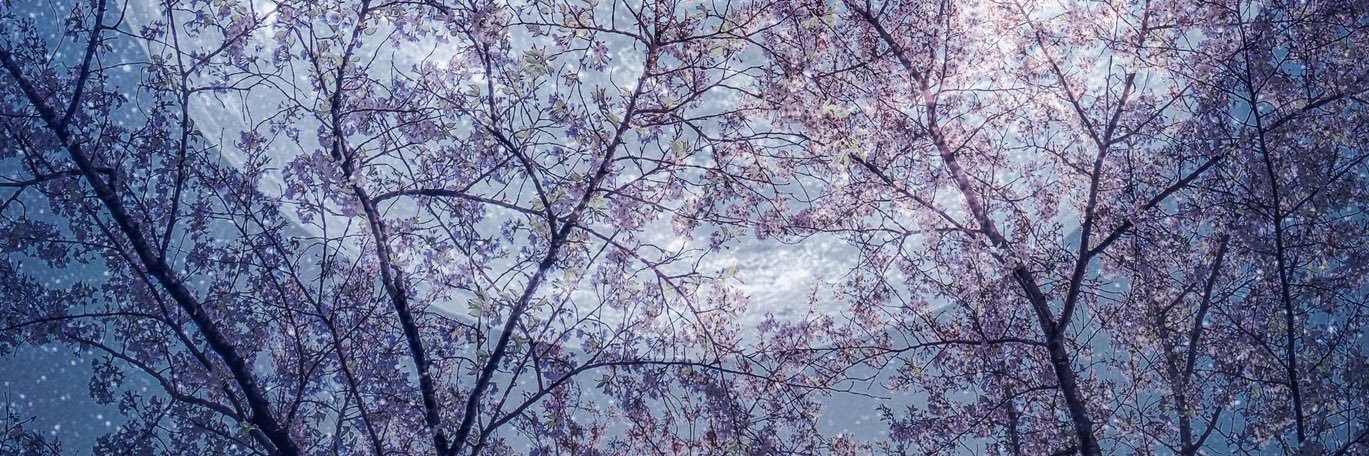 Aslandxx's profile banner image
