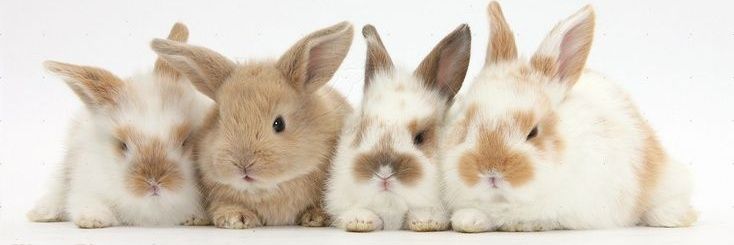 @HaguraStore's 2nd account, order ke wa beb banner