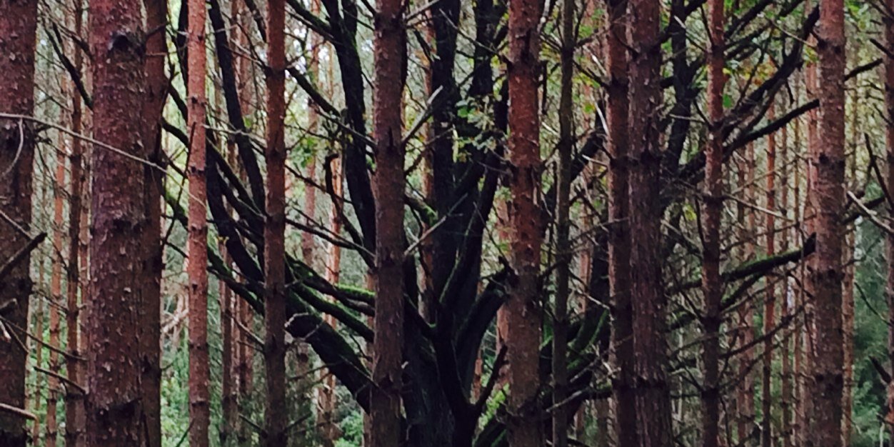 Timberleik777's profile banner image
