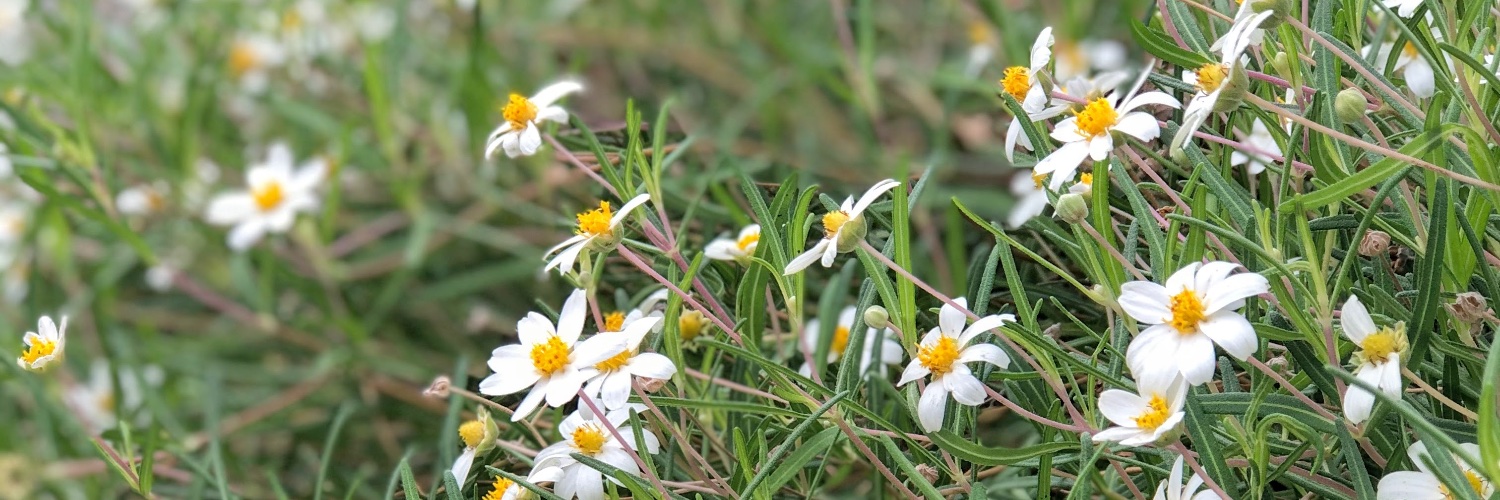 Rebecca McDonald banner