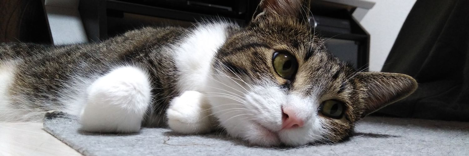 ぎんのねこ banner