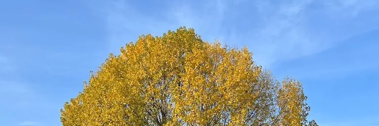 Simon 🌳 : )'s banner
