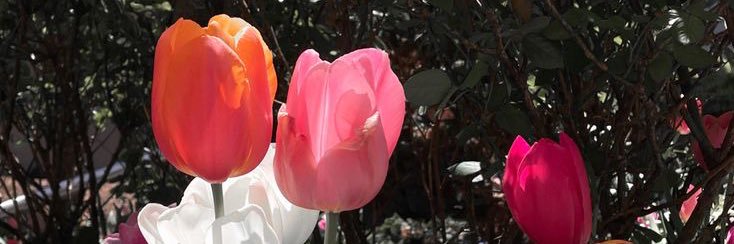 elsbihahn's profile banner image