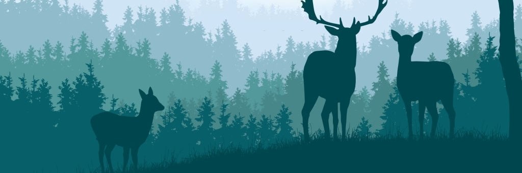 Felane Lilbert | Starfish banner