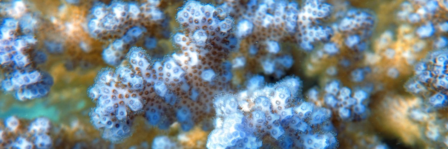 Inês Raimundo banner