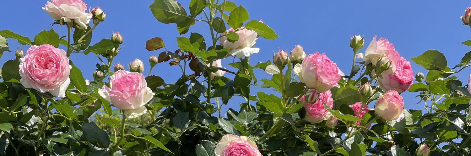maruneco's profile banner image