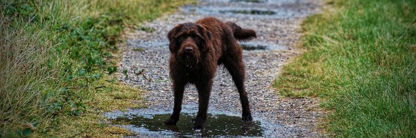 rickshawx Profile Banner