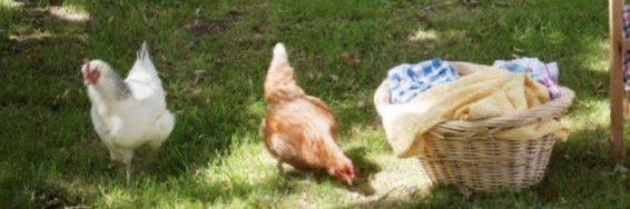 hisli kelebek banner