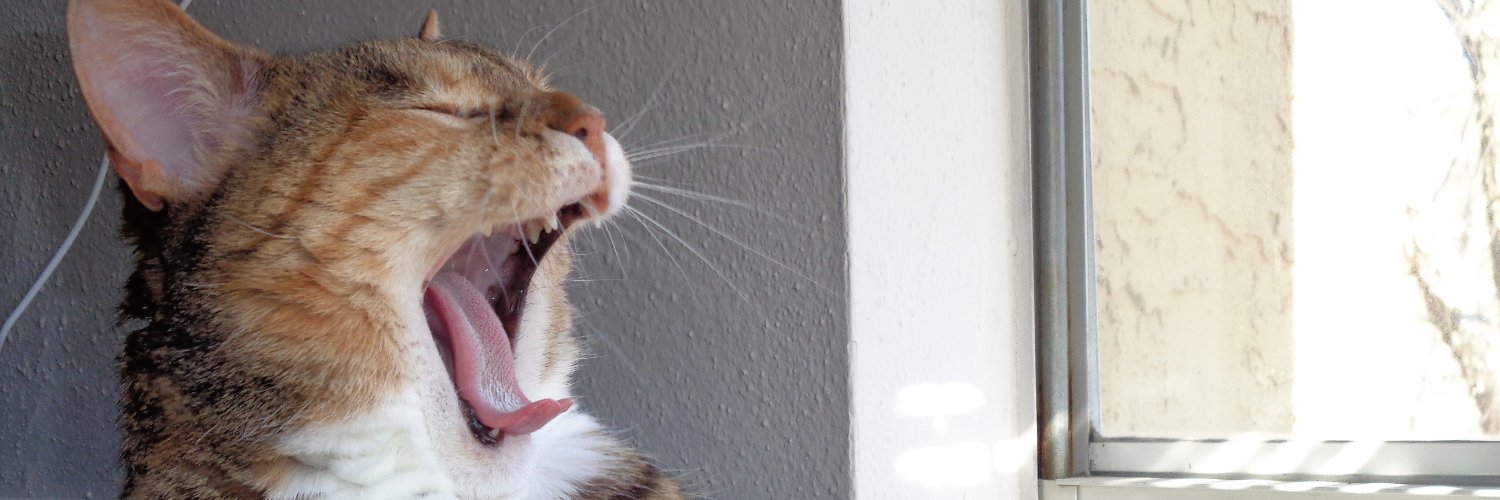 green_squirrel's profile banner image