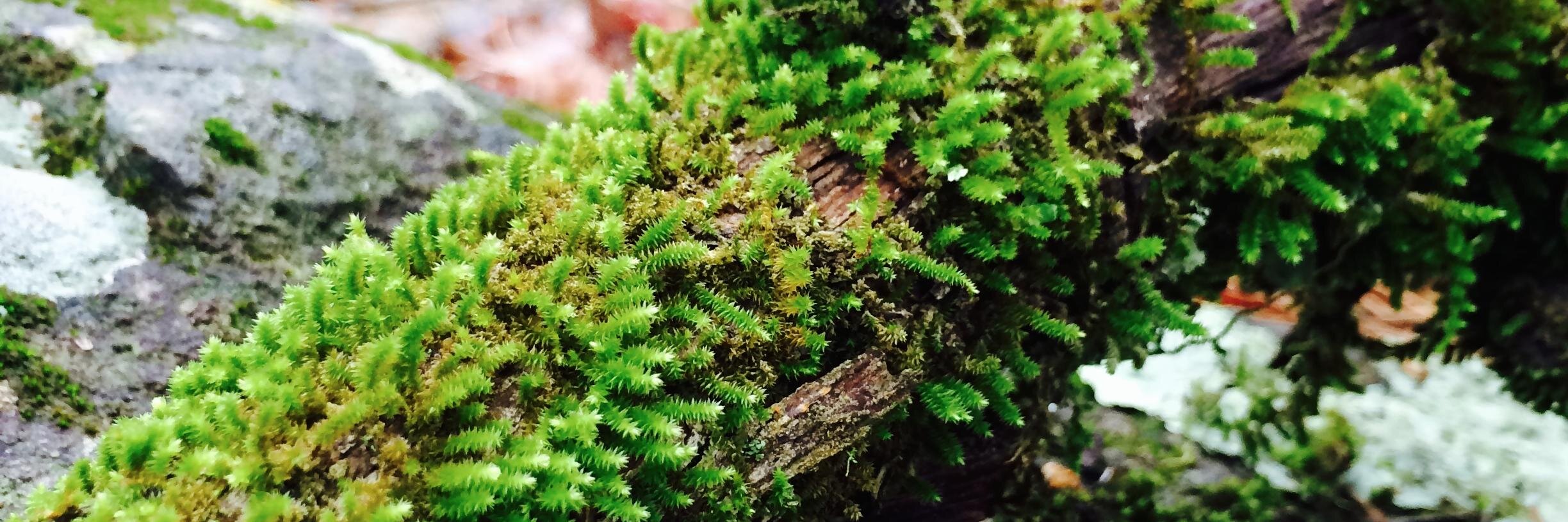 Justin Youens banner