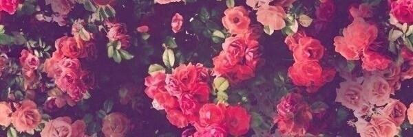 PolyaPustashova's profile banner image