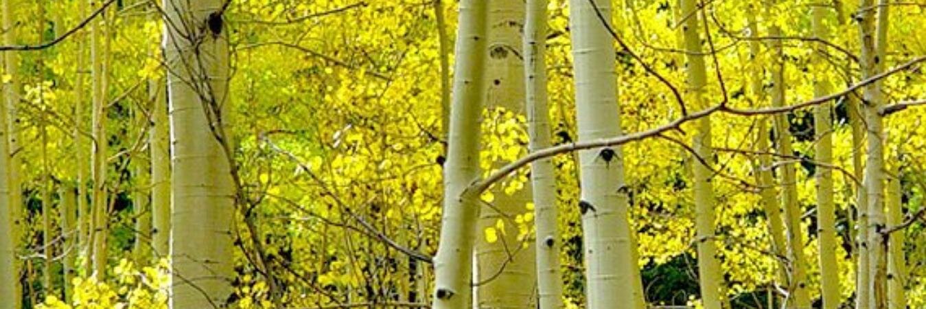 jimlyons's profile banner image