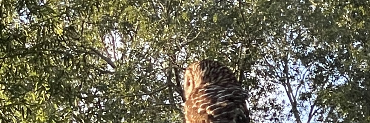 Harrison Frye banner