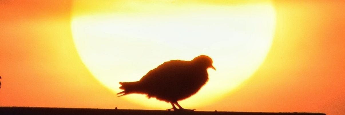 JetLite02's profile banner image