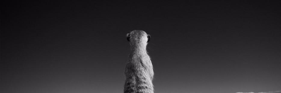 sezaycl's profile banner image