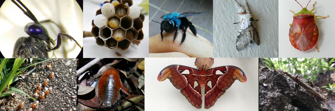 BugCatcher_Mao banner