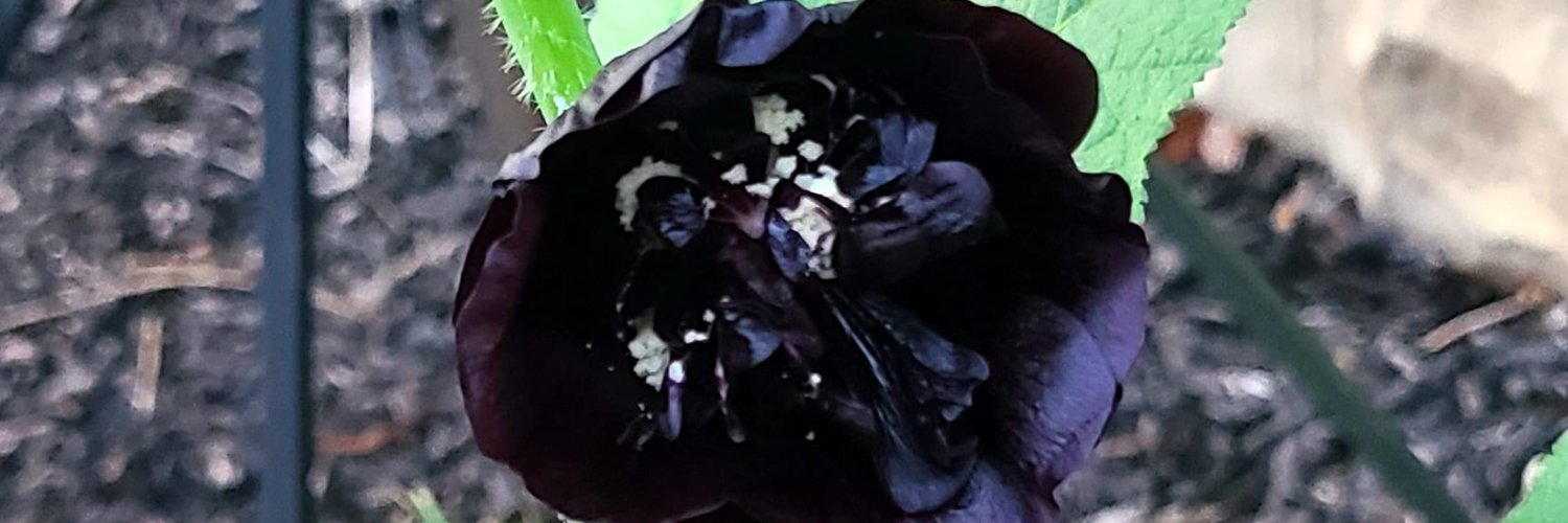 Sense and nonsense. banner