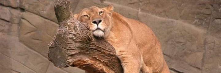 sandy423's profile banner image