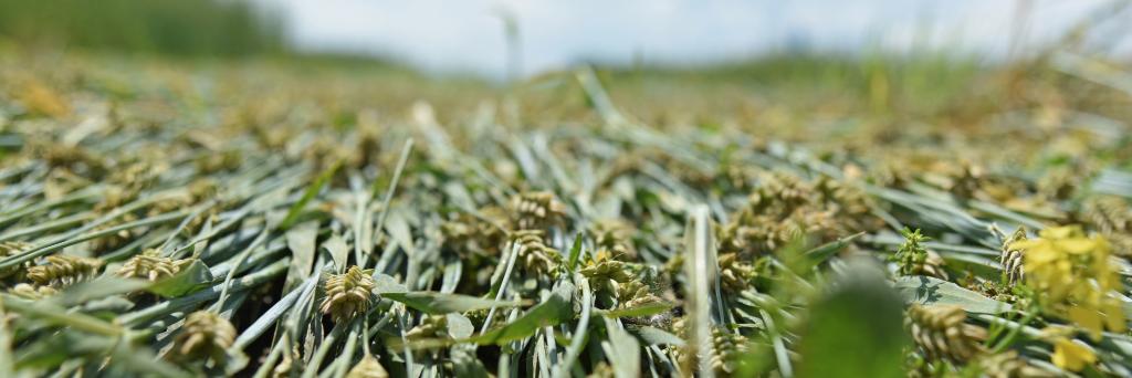 Cornell Field Crops banner
