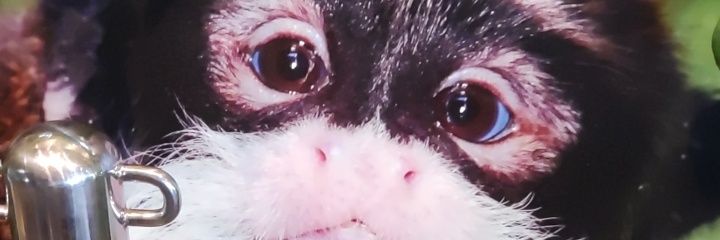 Sad Party Monke 🍌 banner