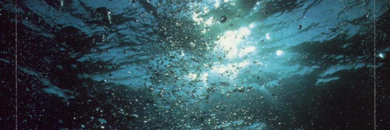 Arturo Samoyedo banner