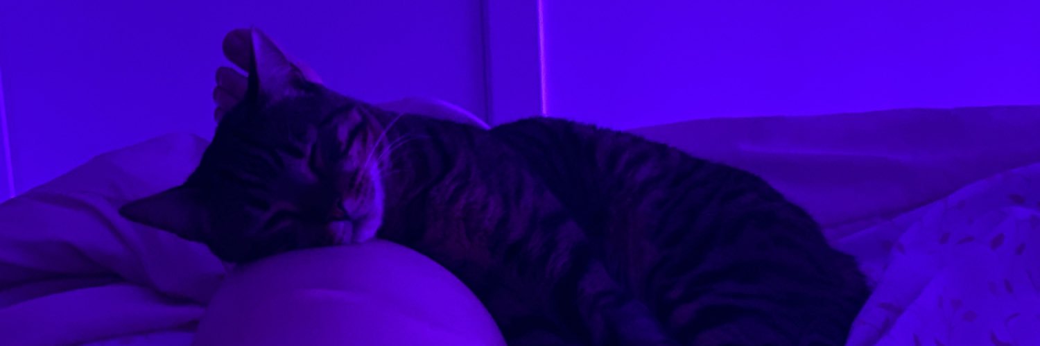 ✨🍊Panecillo🍊✨ banner