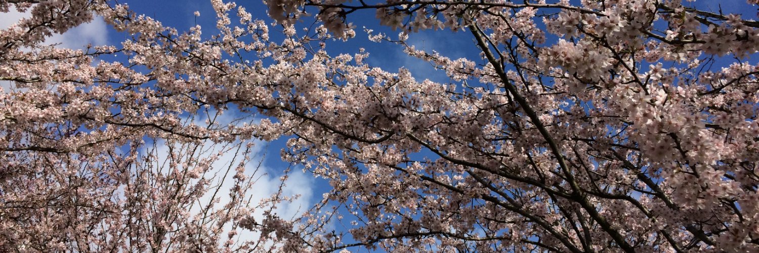 Laura Koetzle banner