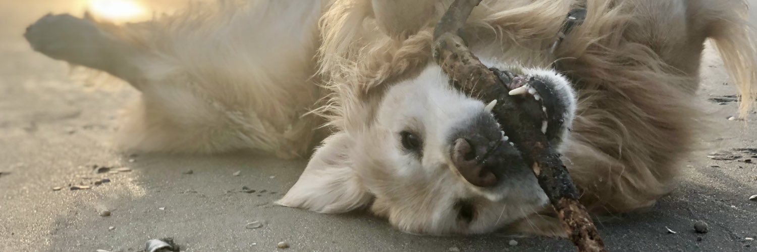 Logan & Shadow😇the Goldens banner