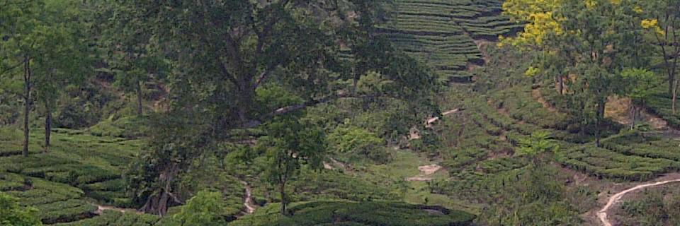 ContemporaryTea's profile banner image