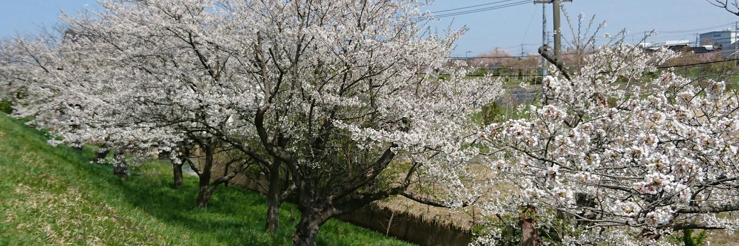 ilovedandelion's profile banner image