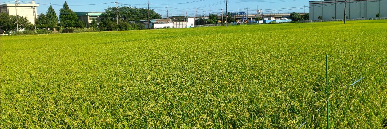 iwasaki banner