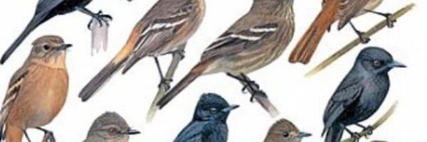 aylsworth Profile Banner