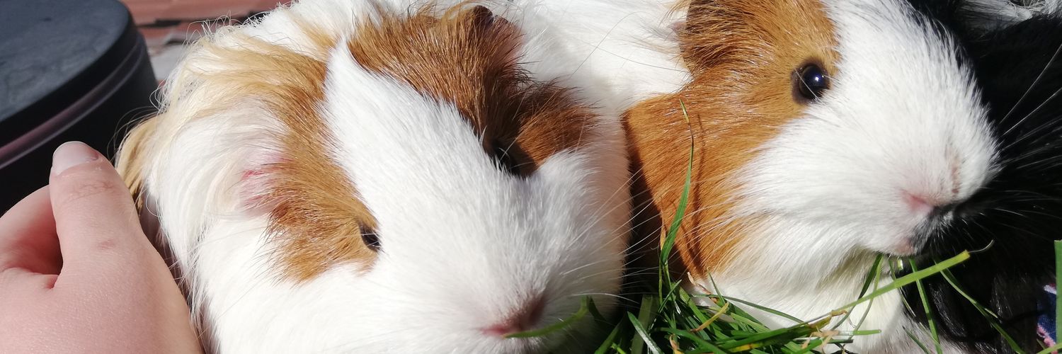 La Maison Des Chons 💪🦀 banner