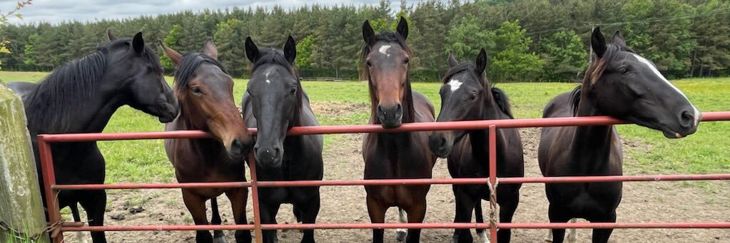 Jamie McNicholas banner