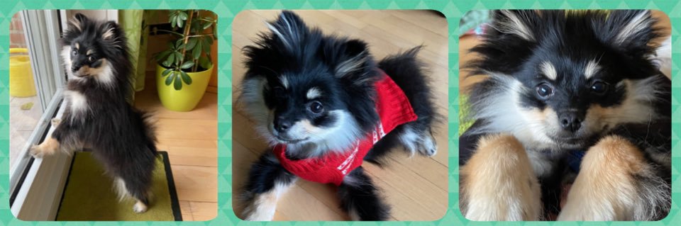 Straw🍓Berry💛🐶🌳♥️☀️'s banner