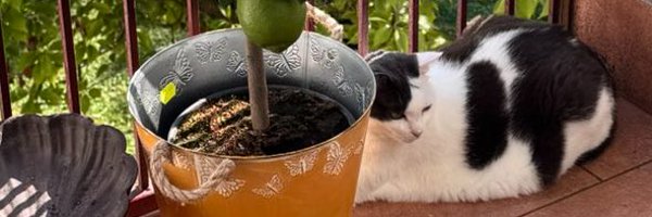 Secchicandi2 Profile Banner