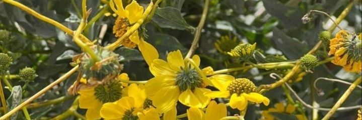 Nikki, A Shameless, Irresponsible Slut banner