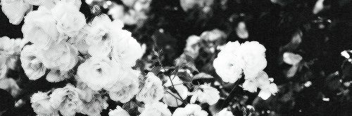 arielladev's profile banner image