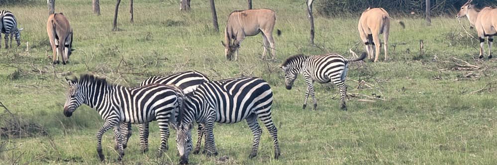 Ssemakula Morris 🇺🇬🥇 banner