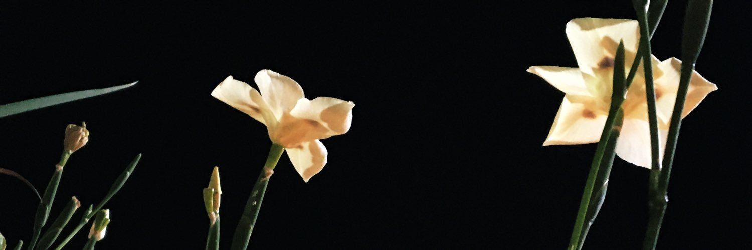 ddeboralis's profile banner image